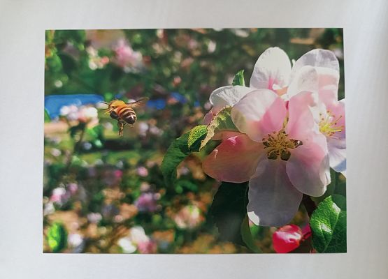 II miejsce - Lena Majko