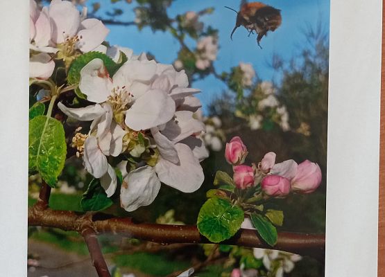 III miejsce- Maja Chmiel