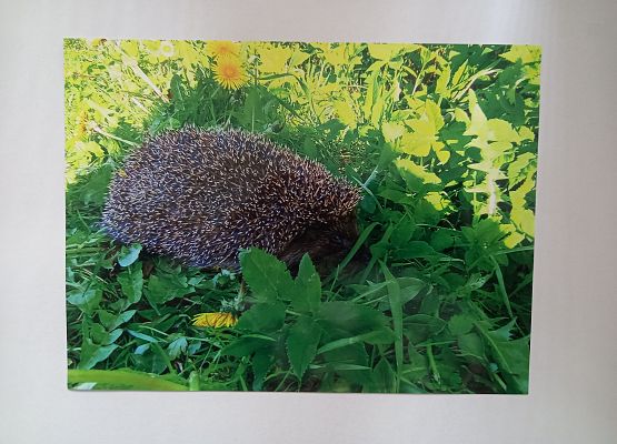 Wyróżnienie Wiktor Zakolski