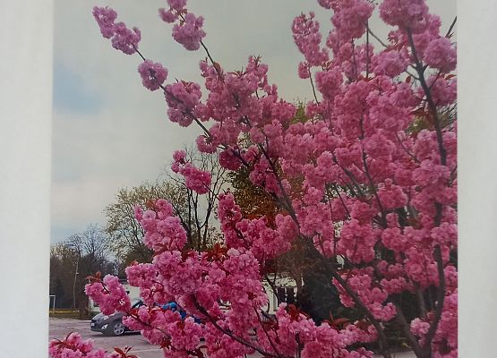 Wyróżnienie Lena Stawikowska