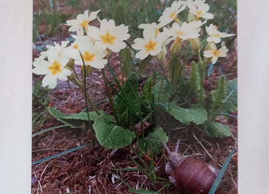 Wyróżnienie Szymon Wolski